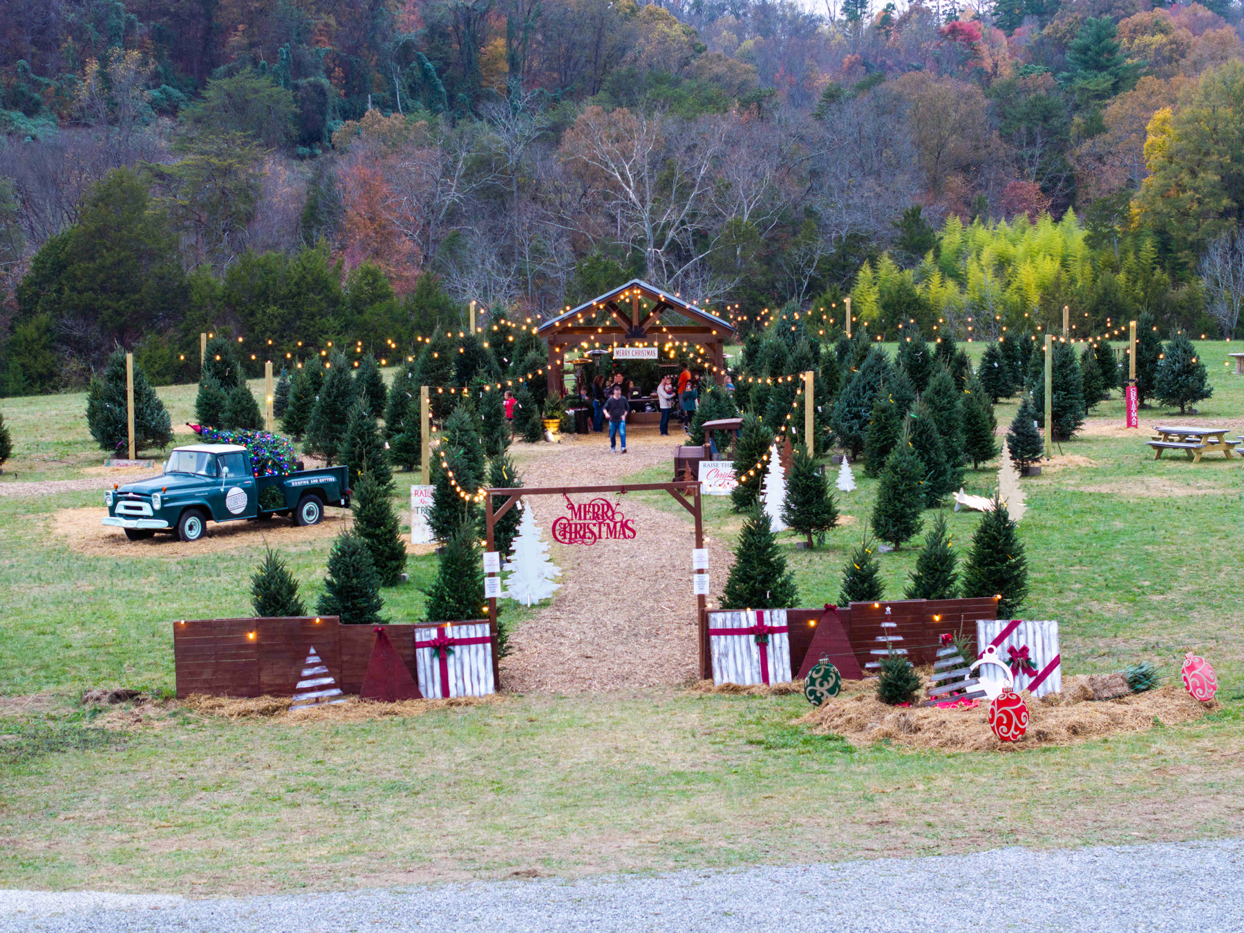 Families walking the Raise the Tree lot under string lights, with Fraser Firs, a vintage truck, and the pavilion at dusk