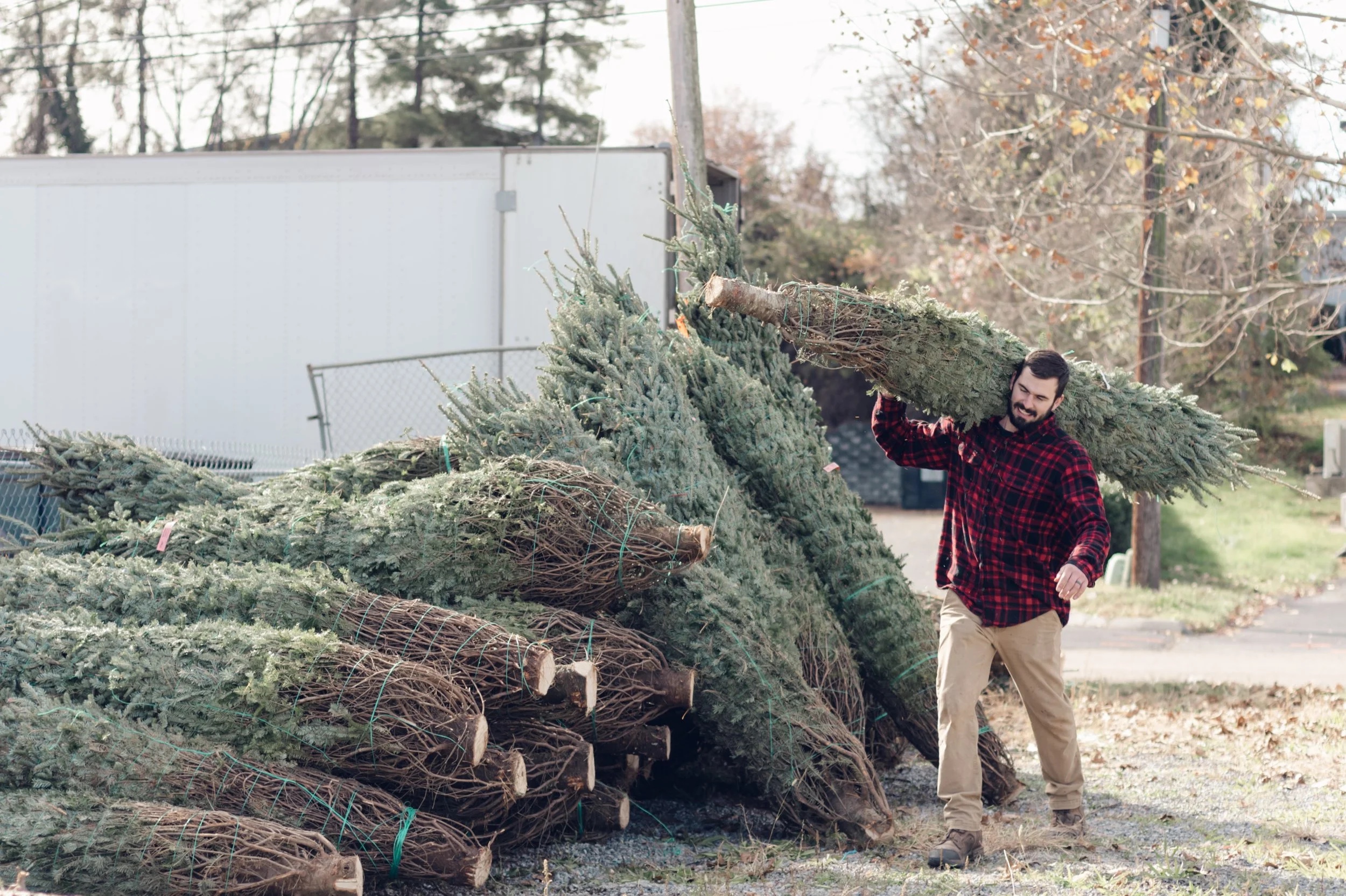 Freshly cut and netted Christmas trees ready to go home